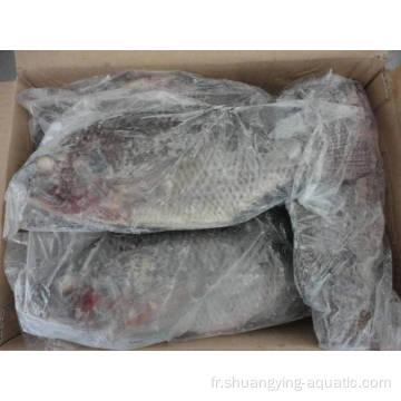 IQF IQF étiré et étendu Tilapia 600-900G